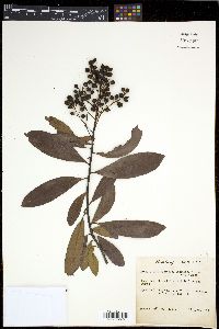 Ardisia escallonioides image