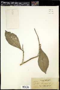 Ardisia purpurea image