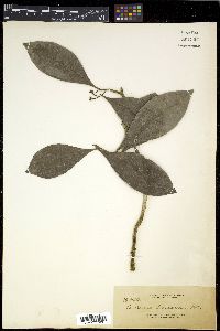 Ardisia purpurea image