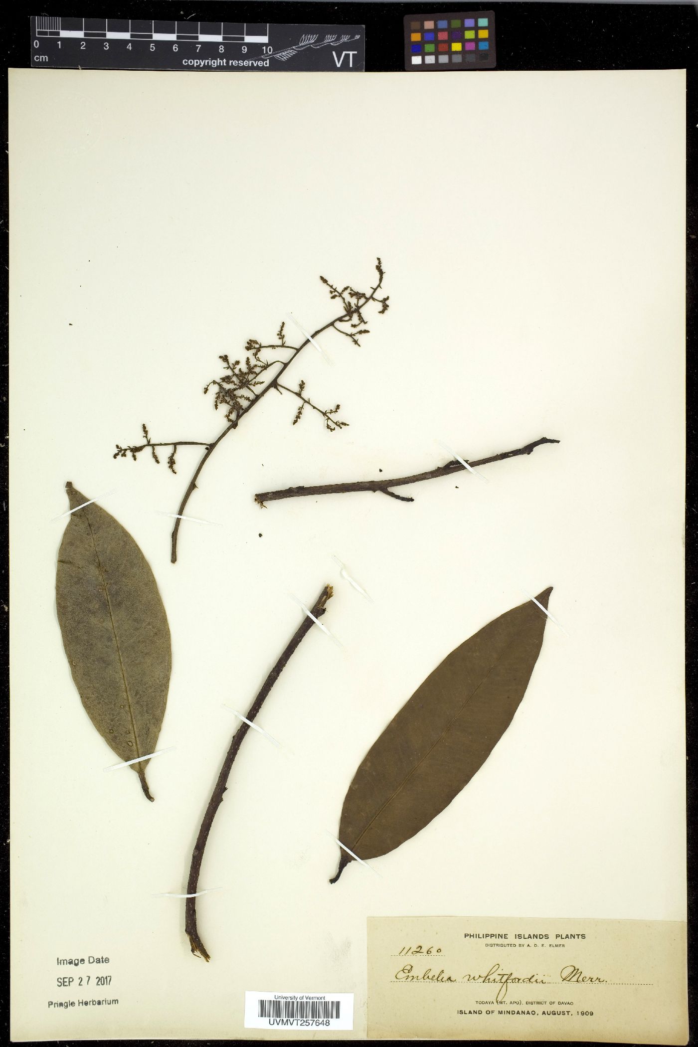 Embelia whitfordii image