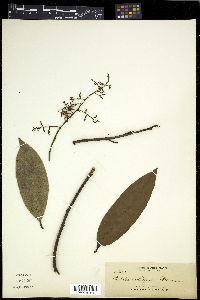 Image of Embelia whitfordii