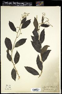 Embelia ribes image