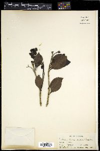Embelia halconensis image