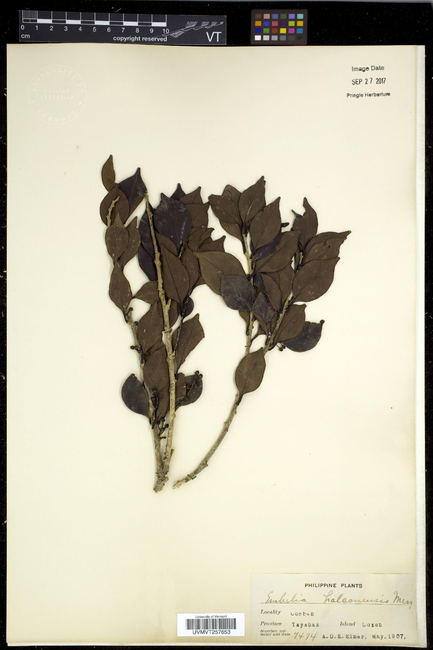 Embelia halconensis image
