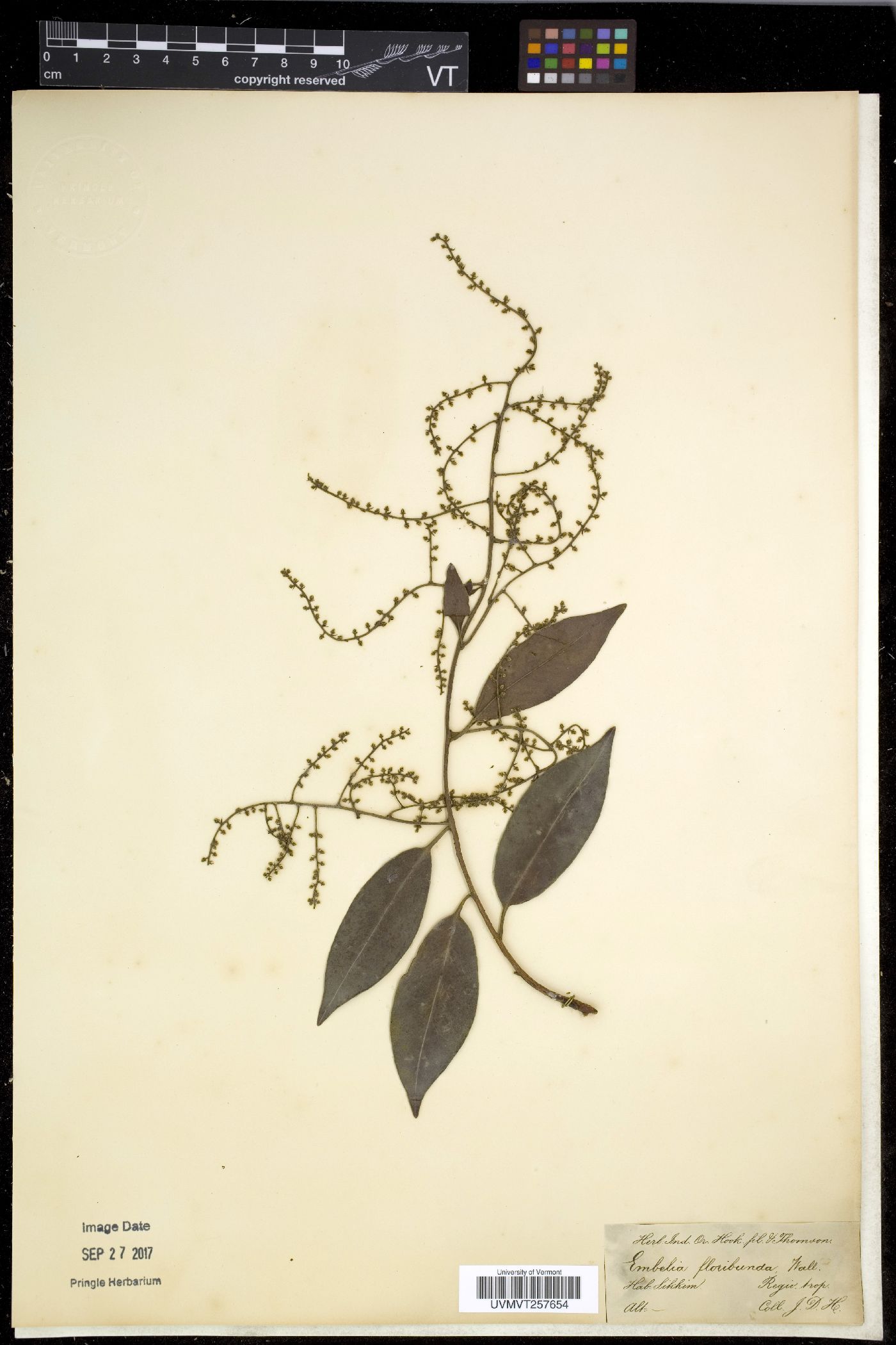 Embelia floribunda image