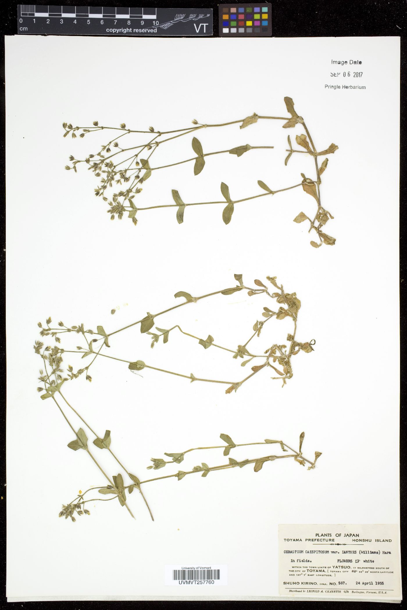 Cerastium caespitosum image