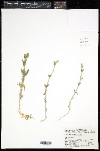 Cerastium caespitosum image