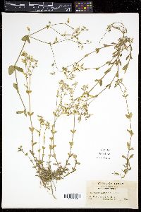 Cerastium fontanum var. angustifolium image