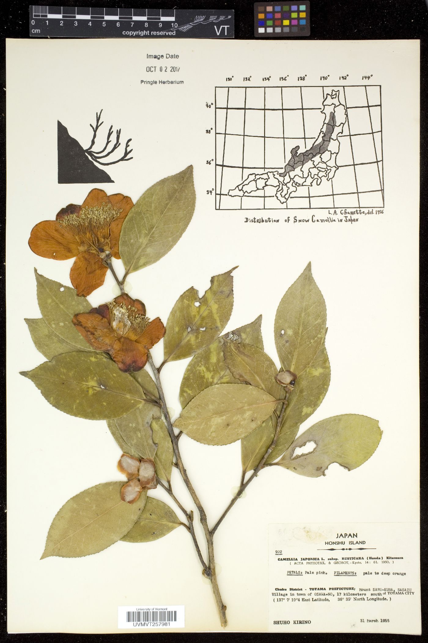 Camellia japonica var. rusticana image