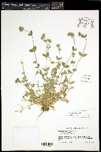 Cerastium glomeratum image