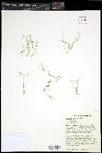 Cerastium pumilum image