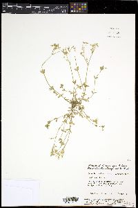 Cerastium semidecandrum image