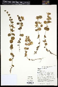 Lysimachia nummularia image