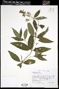 Lysimachia vulgaris image