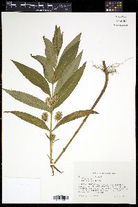 Lysimachia thyrsiflora image