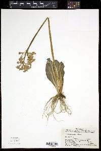 Image of Primula maximowiczii