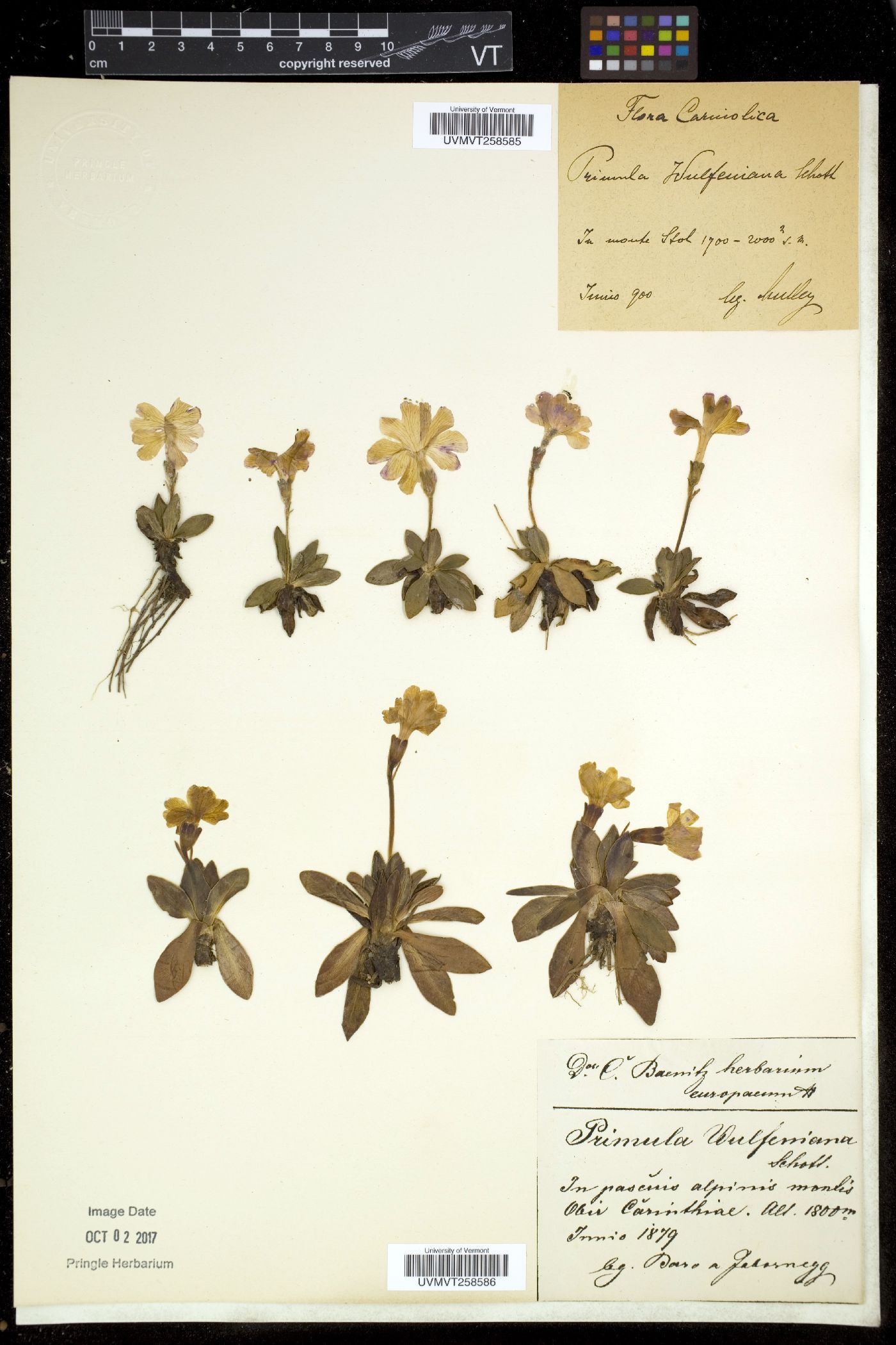 Primula wulfeniana image