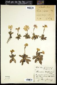 Image of Primula wulfeniana