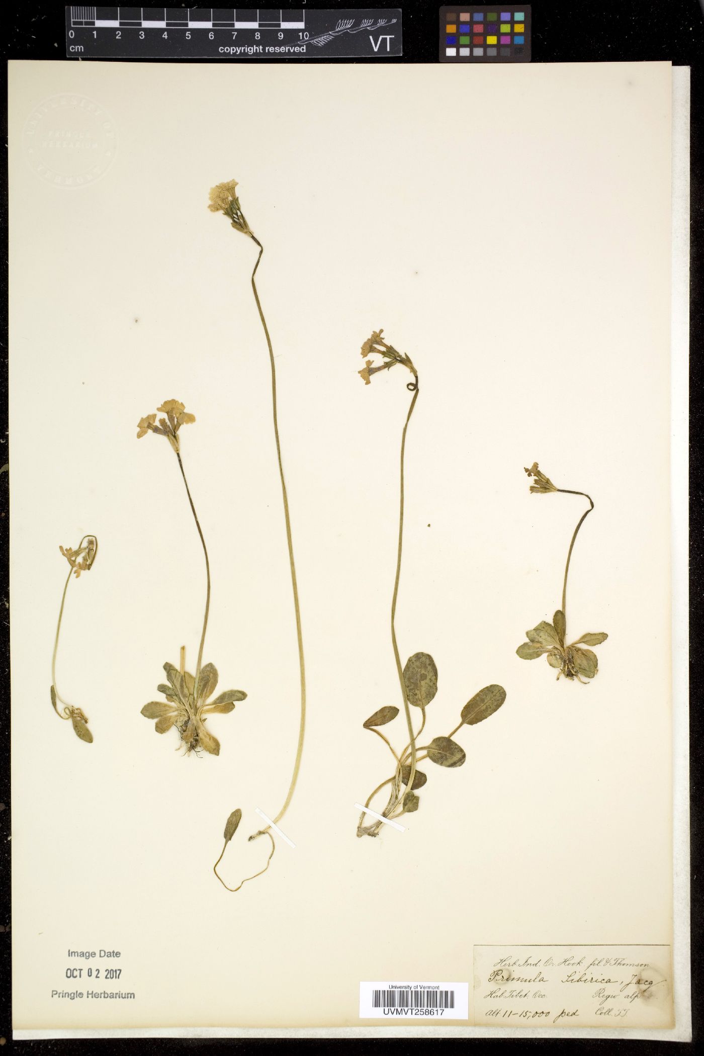 Primula sibirica image