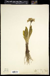 Image of Primula purpurea