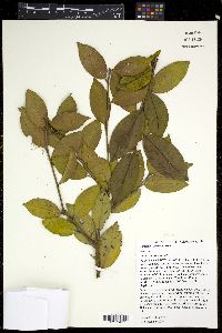 Camellia oleifera image