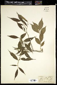 Camellia caudata image
