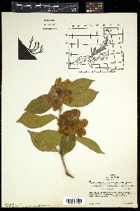 Camellia japonica var. rusticana image