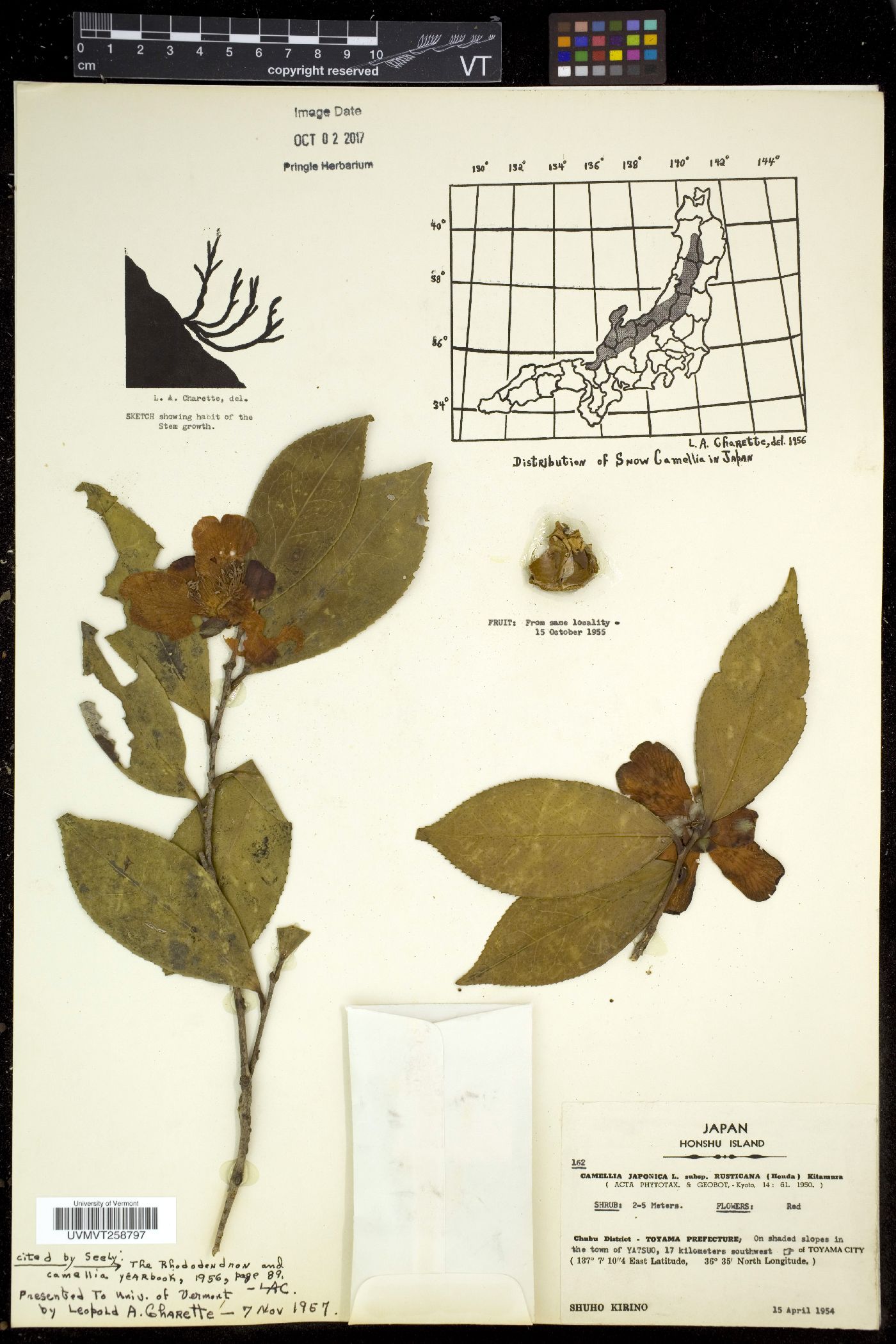 Camellia japonica var. rusticana image