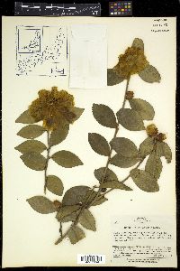 Camellia sasanqua image