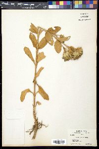 Dianthus japonicus image