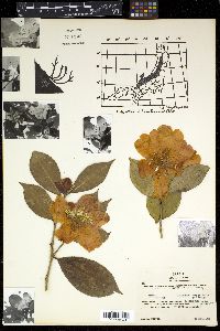 Camellia japonica var. rusticana image