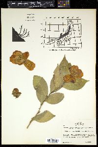 Camellia japonica var. rusticana image