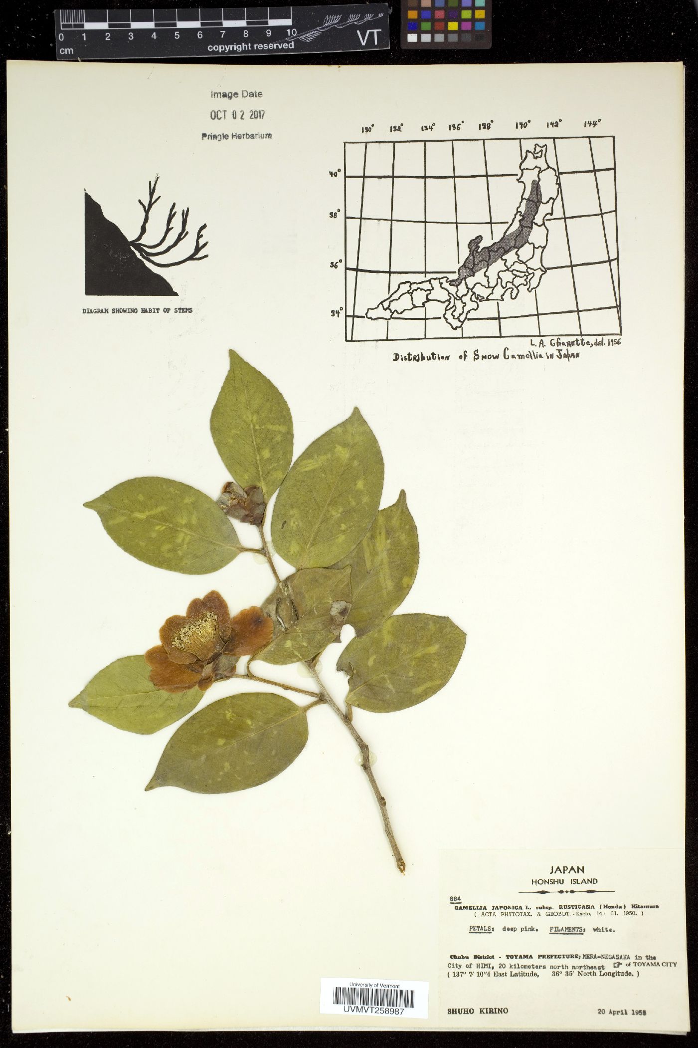 Camellia japonica var. rusticana image