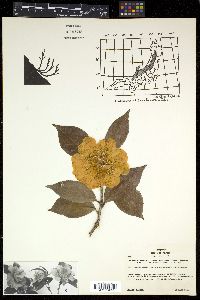 Camellia japonica var. rusticana image