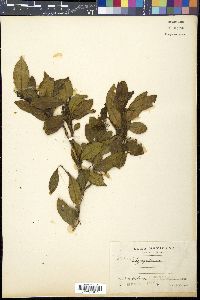 Symplococarpon flavifolium image