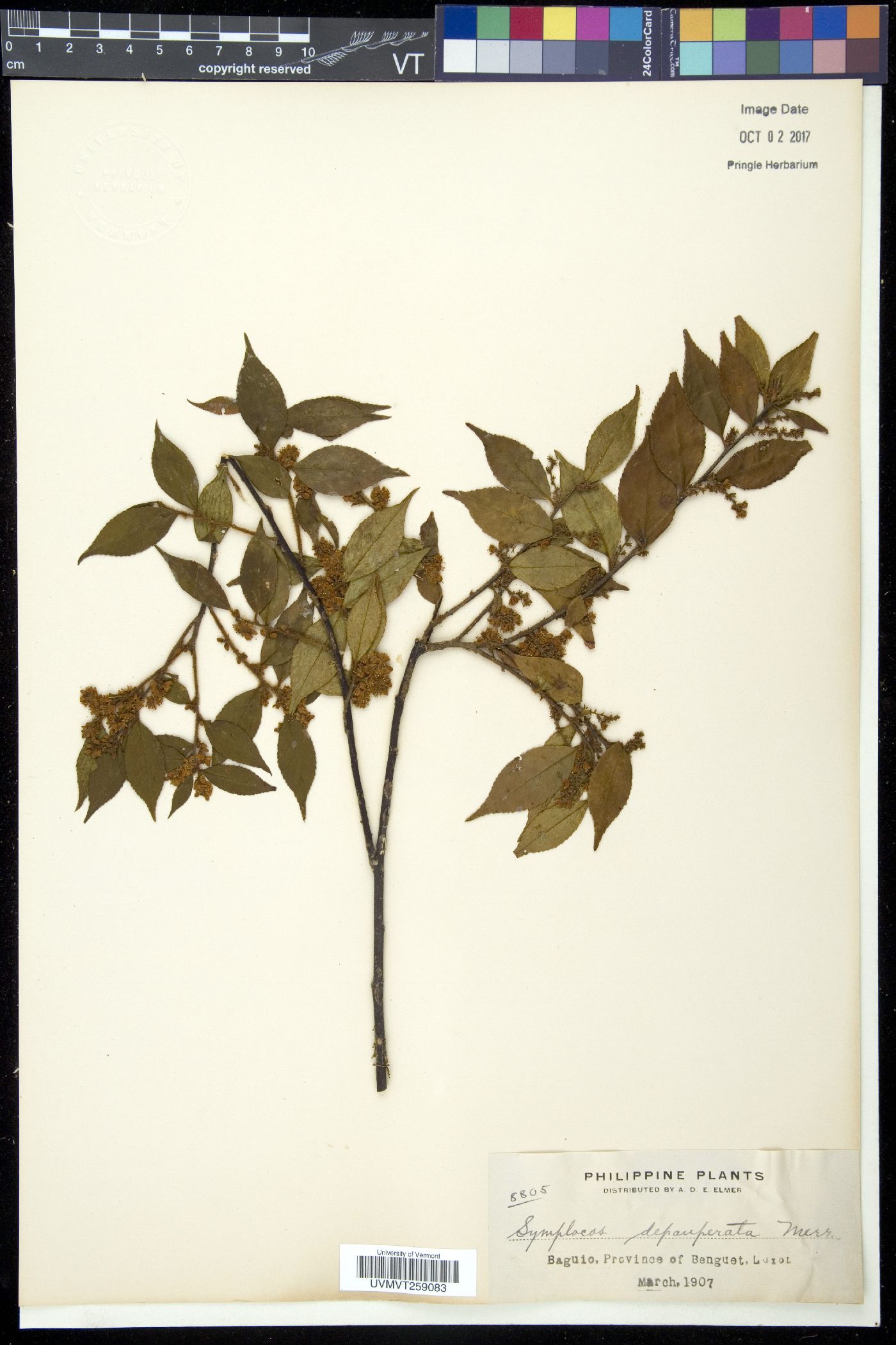 Symplocos lancifolia image