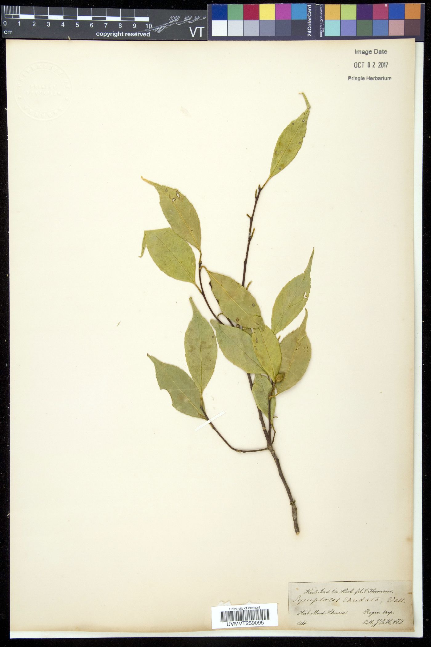 Symplocos sumuntia image