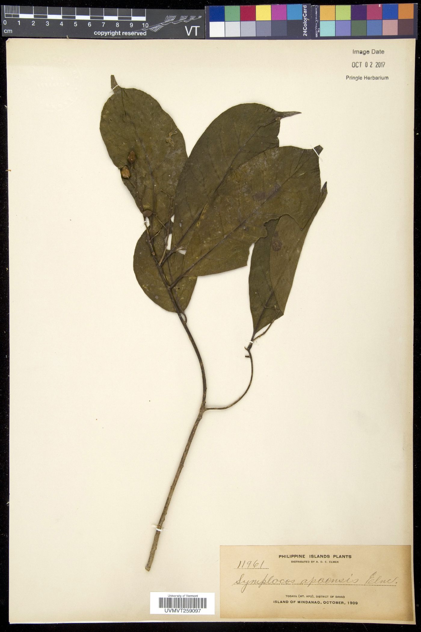 Symplocos odoratissima image