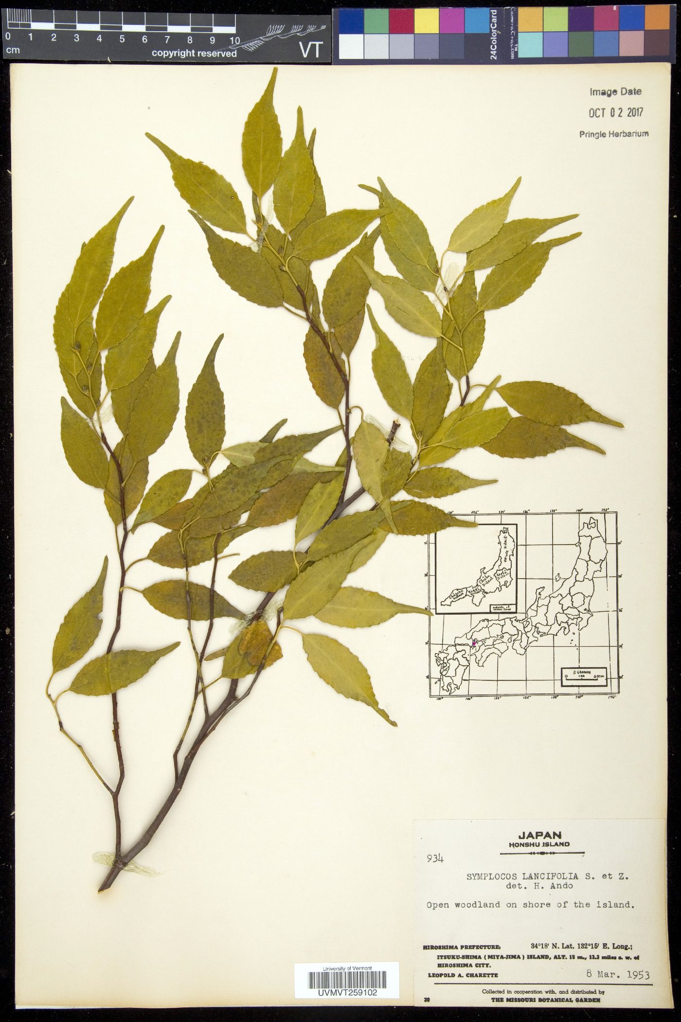 Symplocos lancifolia image