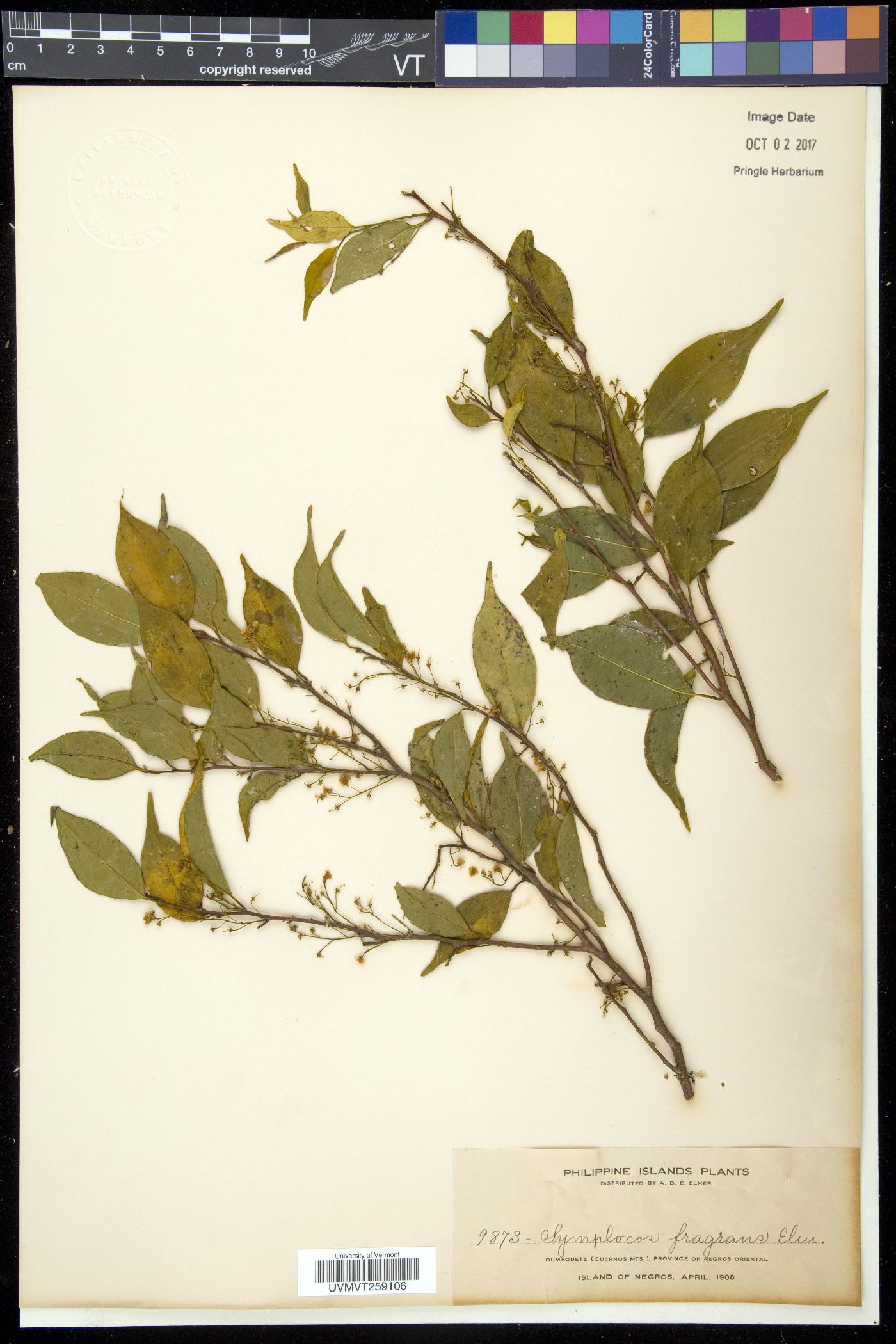 Symplocos ophirensis subsp. perakensis image