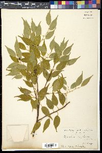 Symplocos myrtacea image