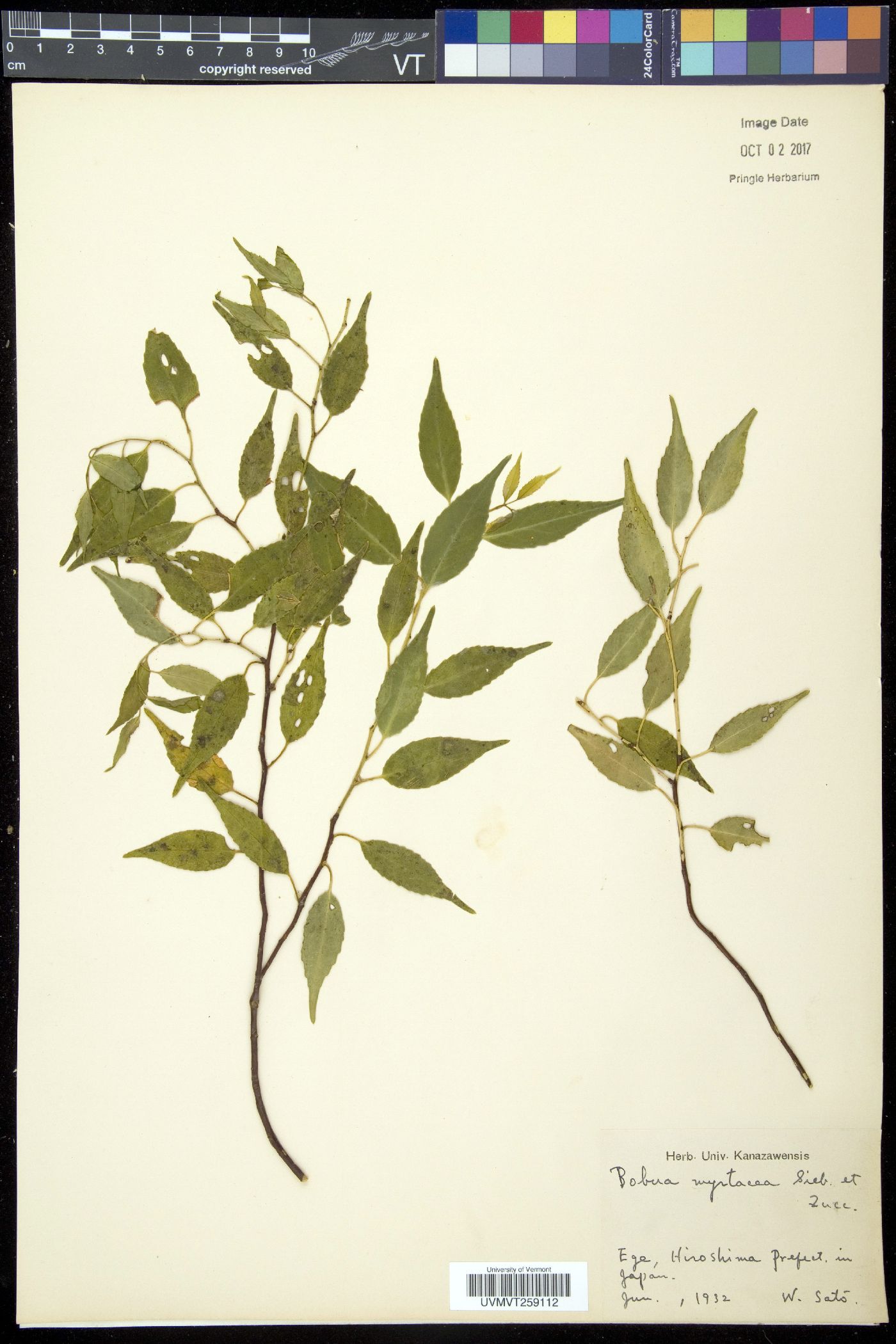 Symplocos myrtacea image