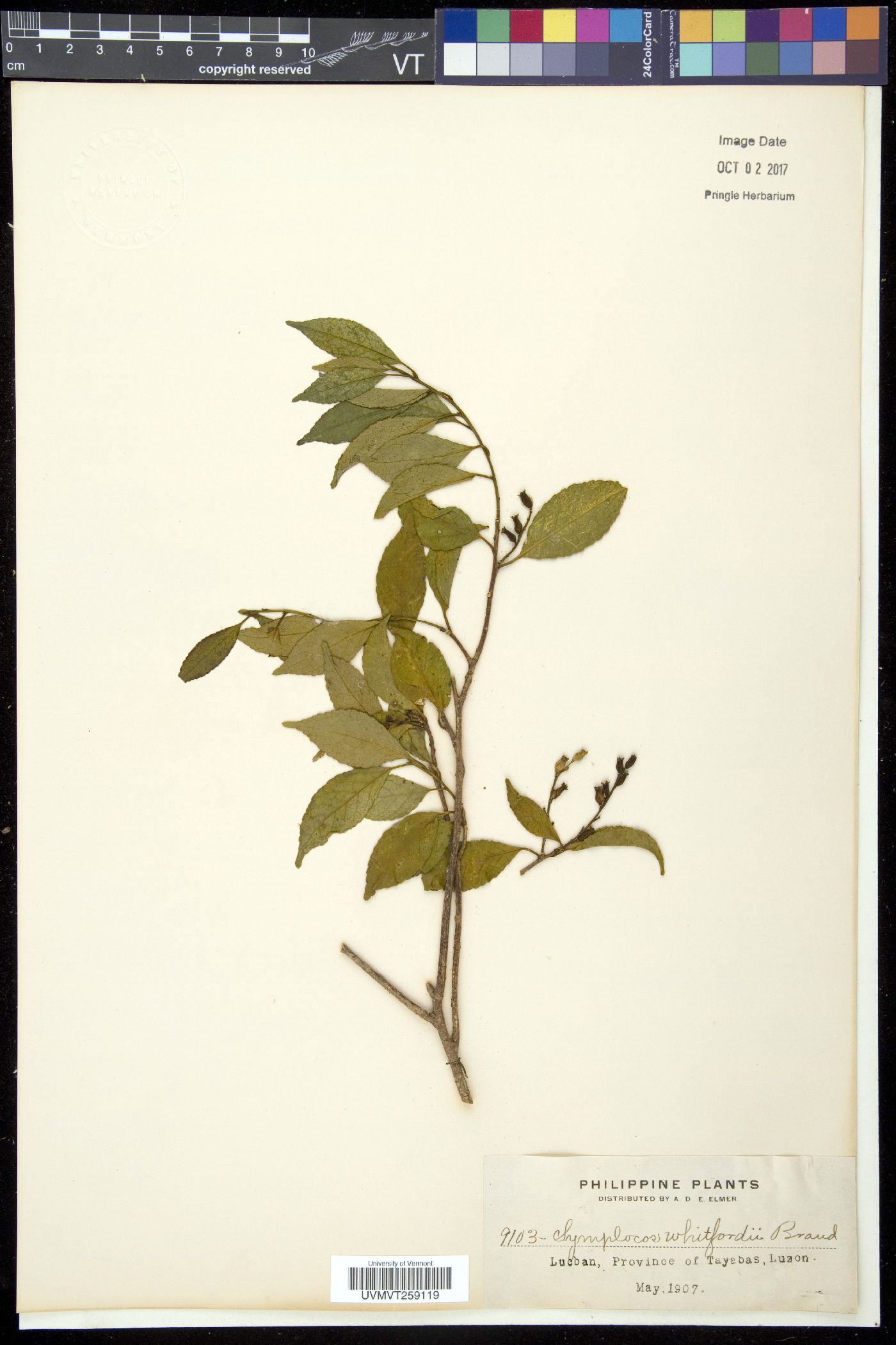 Symplocos whitfordii image