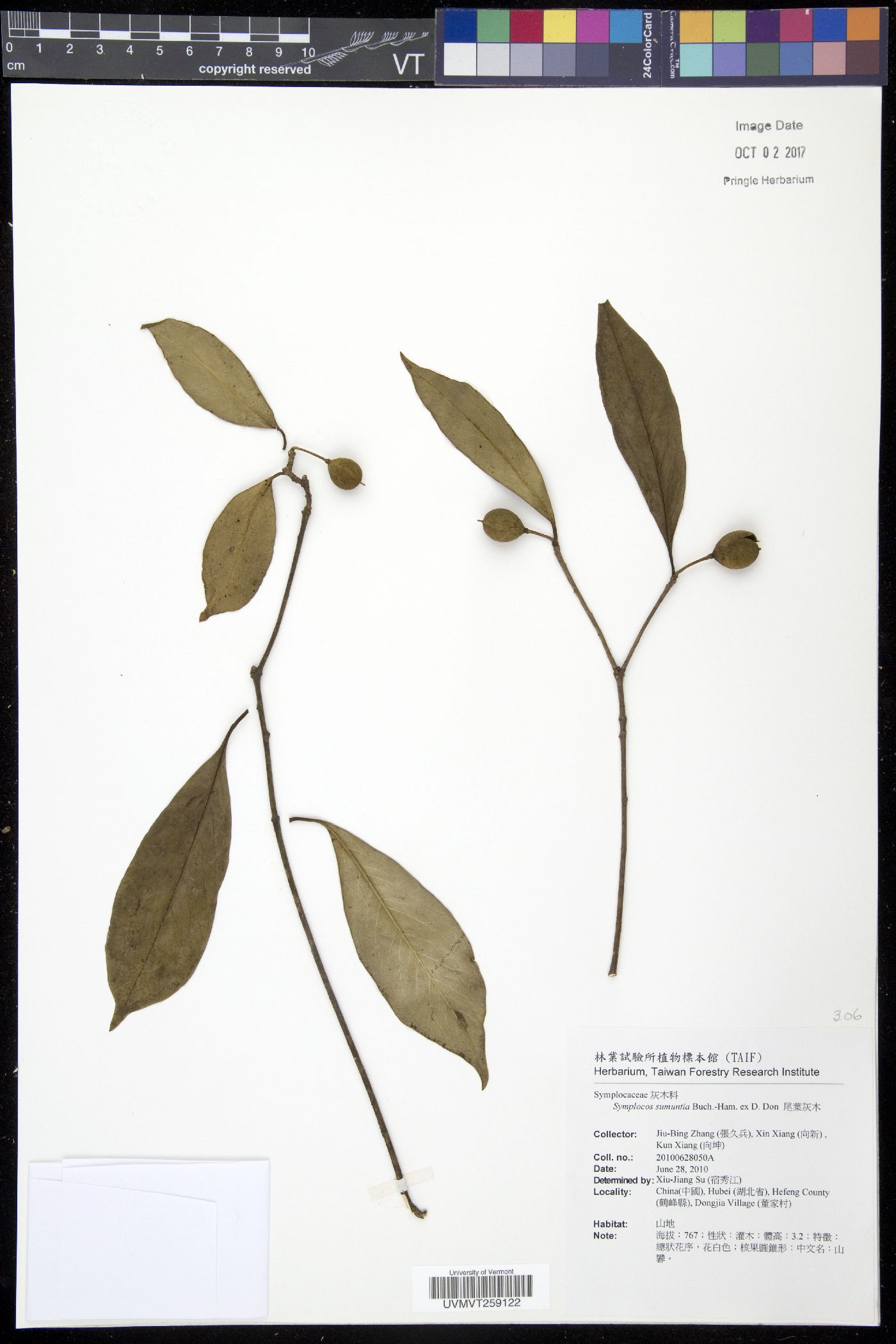 Symplocos sumuntia image