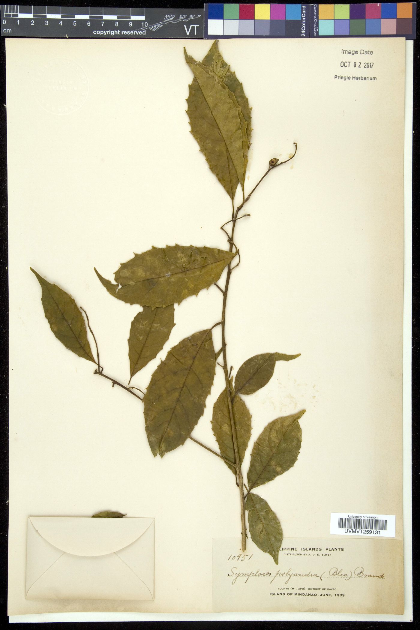 Symplocos polyandra image