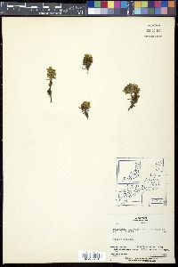 Diapensia lapponica subsp. obovata image