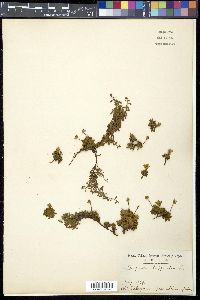 Diapensia lapponica image