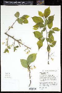 Halesia carolina image