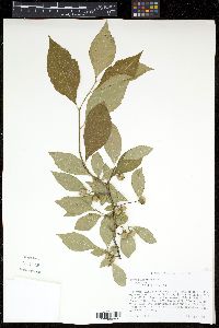 Styrax americanus image