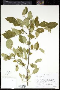 Styrax americanus image